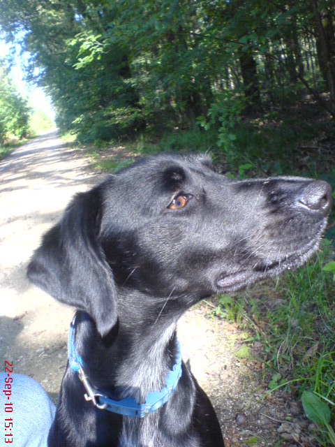 n`Toto (Jack Russell Terrier, Labrador, Münsterländer) Jack Russell Terrier Labrador Münsterländer 