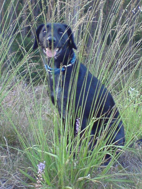 n`Toto (Jack Russell Terrier, Labrador, Münsterländer) Jack Russell Terrier Labrador Münsterländer 