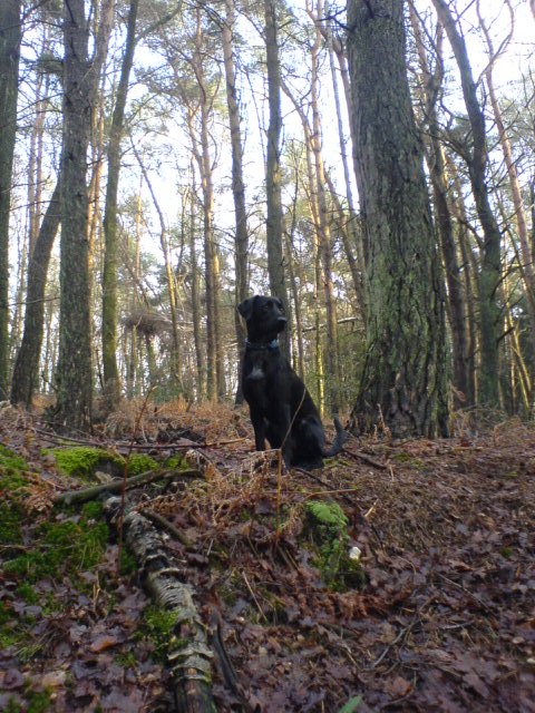 n`Toto (Jack Russell Terrier, Labrador, Münsterländer) Jack Russell Terrier Labrador Münsterländer 