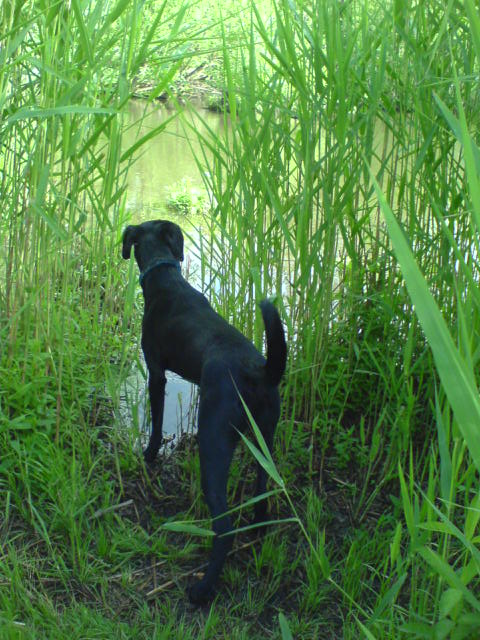 n`Toto (Jack Russell Terrier, Labrador, Münsterländer) Jack Russell Terrier Labrador Münsterländer 