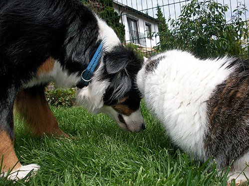 Jule (Australian Shepherd, Berner Sennenhund) Australian Shepherd Berner Sennenhund 