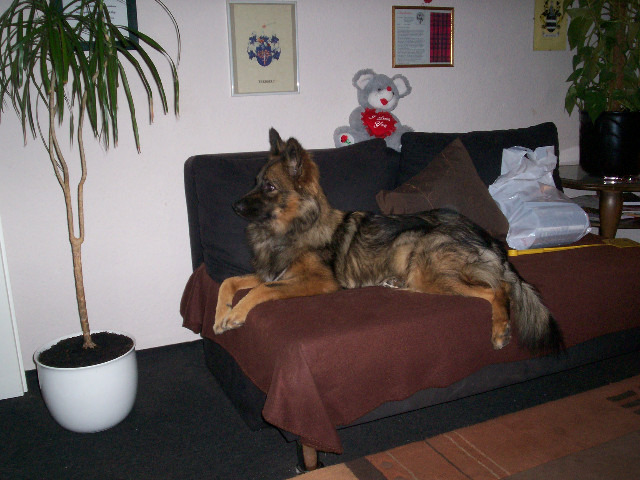 Cora (Deutscher Schäferhund, Wolfsspitz) Deutscher Schäferhund Wolfsspitz 