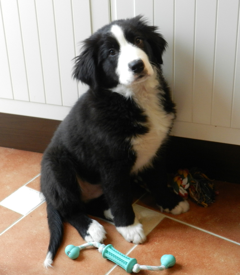 Bolle (Australian Shepherd, Berner Sennenhund) | Mischling Mix