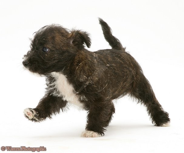 Charlie (Westhighland Terrier, Unbekannt) Unbekannt Westhighland Terrier 