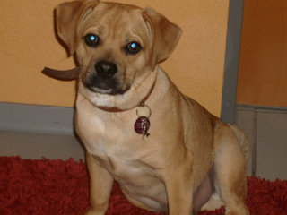 Mina (Beagle, Mops) Beagle Mops 