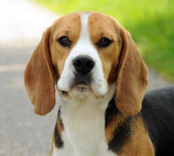 Mina (Beagle, Mops) Beagle Mops 