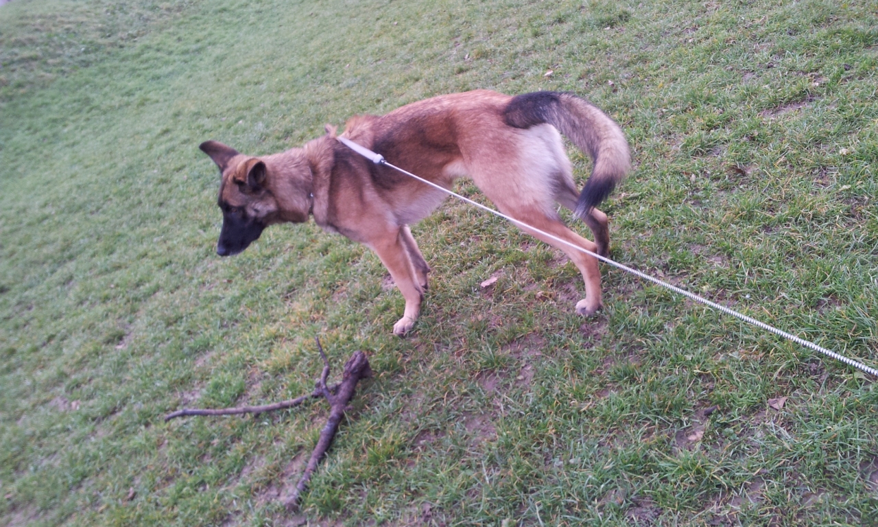 Kaspar (Deutscher Schäferhund, Malinois) Deutscher Schäferhund Malinois 