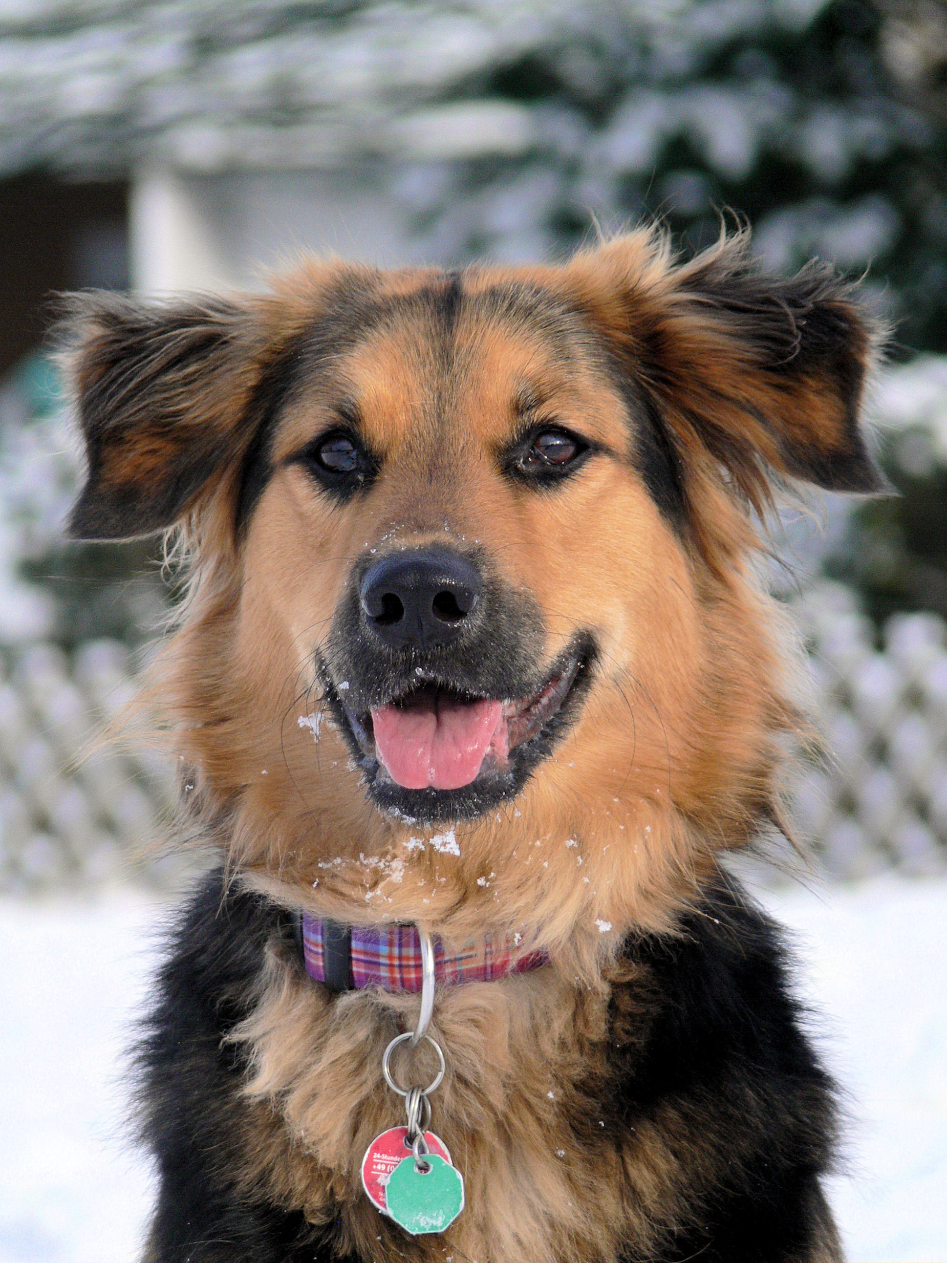 Lady (Collie, Deutscher Schäferhund,  Labrador) Collie Deutscher Schäferhund Labrador 