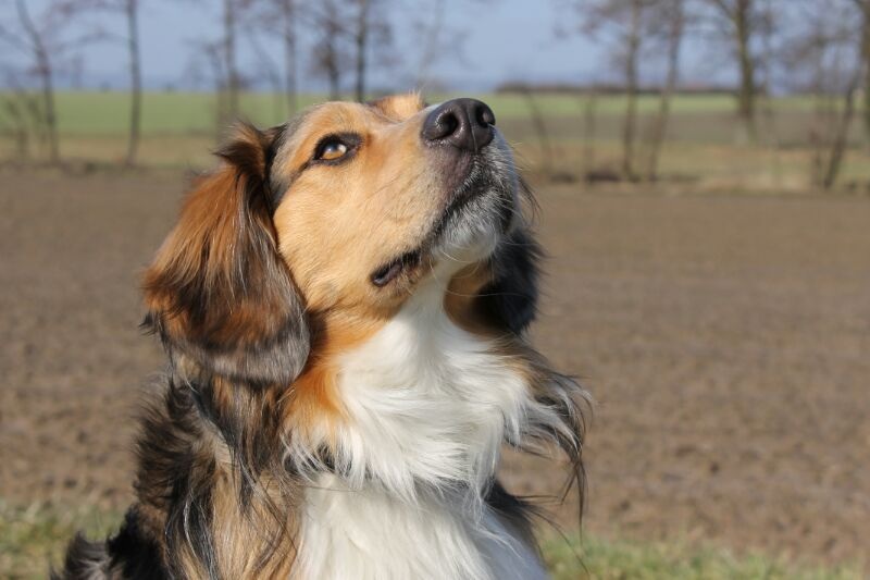 Benji (Australian Shepherd, Beagle) Australian Shepherd Beagle 