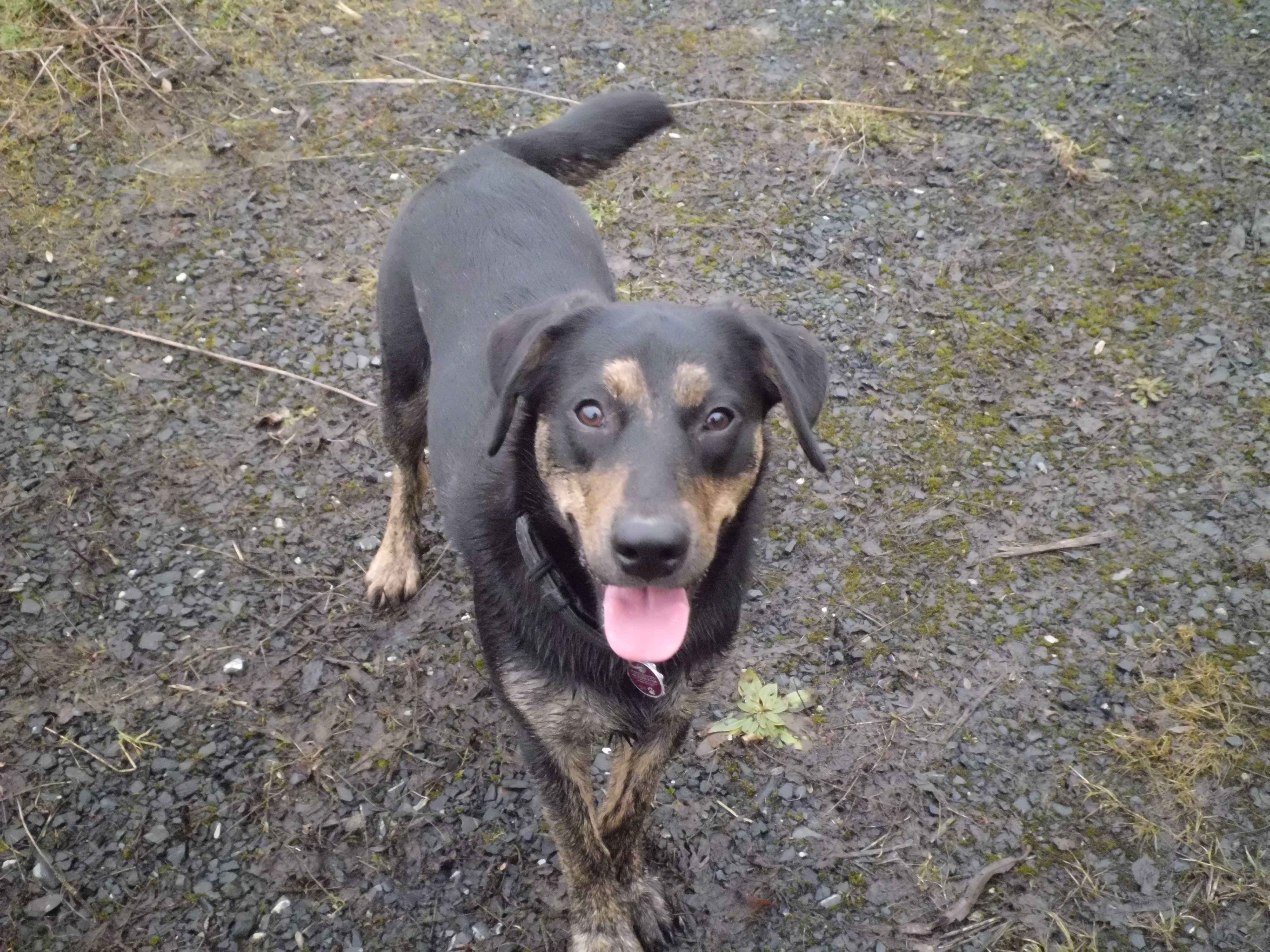 Pepe (Labrador, Unbekannt) Labrador Unbekannt 