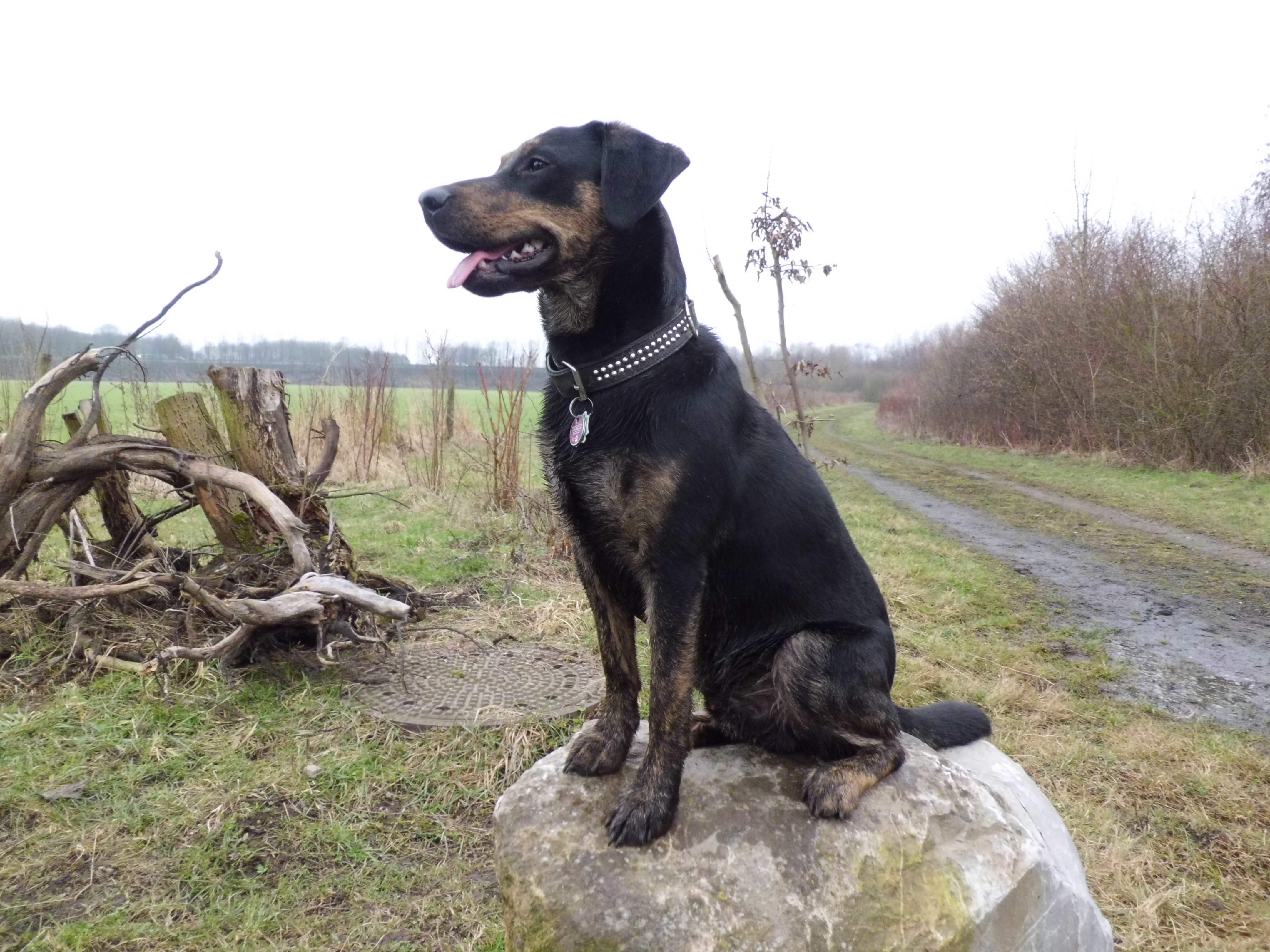 Pepe (Labrador, Unbekannt) Labrador Unbekannt 