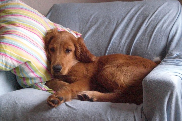 Bernie (Irish Setter, Labrador) Irish Setter Labrador 