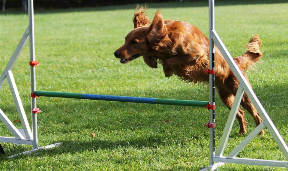 Bernie (Irish Setter, Labrador) Irish Setter Labrador 