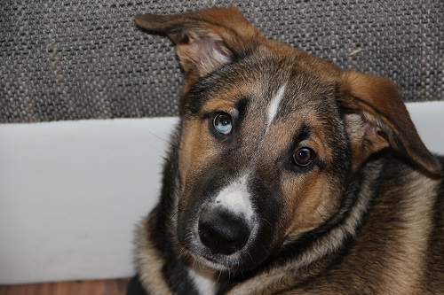 Blue (Akita Inu, Berner Sennenhund, Deutscher Schäferhund) Akita Inu Berner Sennenhund Deutscher Schäferhund Mischling Blue (Akita Inu, Berner Sennenhund, Deutscher Schäferhund) Akita Inu Berner Sennenhund Deutscher Schäferhund