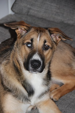 Blue (Akita Inu, Berner Sennenhund, Deutscher Schäferhund) Akita Inu Berner Sennenhund Deutscher Schäferhund Mischling Blue (Akita Inu, Berner Sennenhund, Deutscher Schäferhund) Akita Inu Berner Sennenhund Deutscher Schäferhund