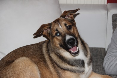 Blue (Akita Inu, Berner Sennenhund, Deutscher Schäferhund) Akita Inu Berner Sennenhund Deutscher Schäferhund Mischling Blue (Akita Inu, Berner Sennenhund, Deutscher Schäferhund) Akita Inu Berner Sennenhund Deutscher Schäferhund