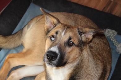 Blue (Akita Inu, Berner Sennenhund, Deutscher Schäferhund) Akita Inu Berner Sennenhund Deutscher Schäferhund Mischling Blue (Akita Inu, Berner Sennenhund, Deutscher Schäferhund) Akita Inu Berner Sennenhund Deutscher Schäferhund