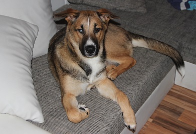 Blue (Akita Inu, Berner Sennenhund, Deutscher Schäferhund) Akita Inu Berner Sennenhund Deutscher Schäferhund Mischling Blue (Akita Inu, Berner Sennenhund, Deutscher Schäferhund) Akita Inu Berner Sennenhund Deutscher Schäferhund