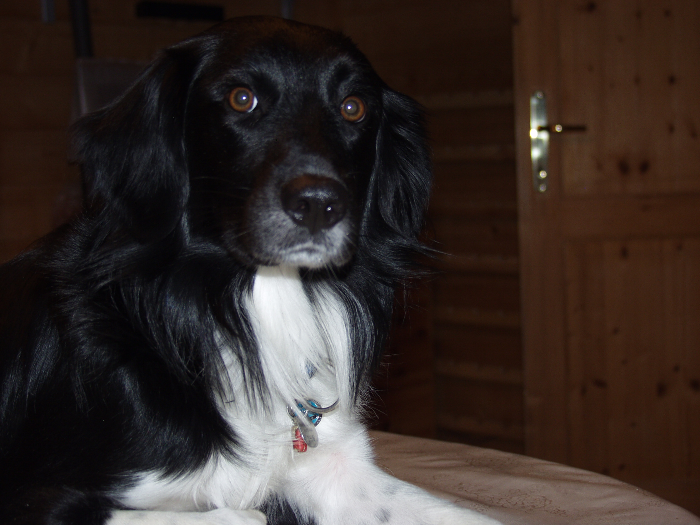 Ben (Australian Shepherd, Münsterländer) Australian Shepherd Münsterländer 