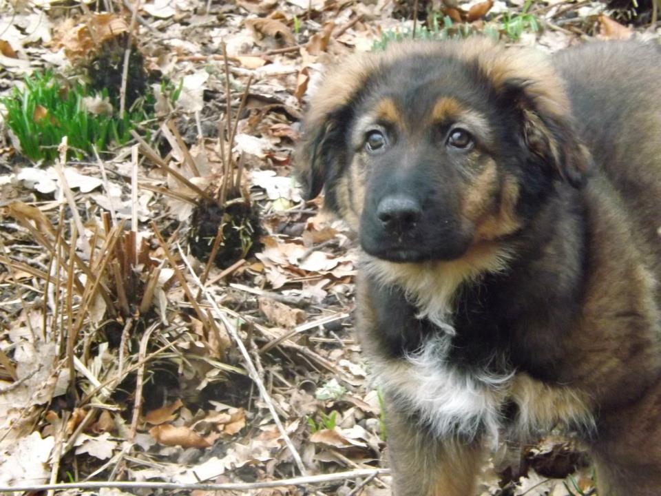 Luke (Berner Sennenhund, Labrador, Münsterländer) Berner Sennenhund Labrador Münsterländer 