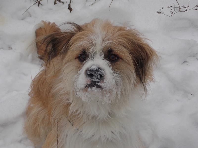 Marley (Kooikerhondje, Mops) Kooikerhondje Mops 