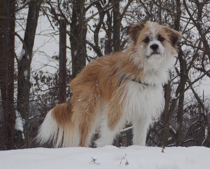 Marley (Kooikerhondje, Mops) Kooikerhondje Mops 