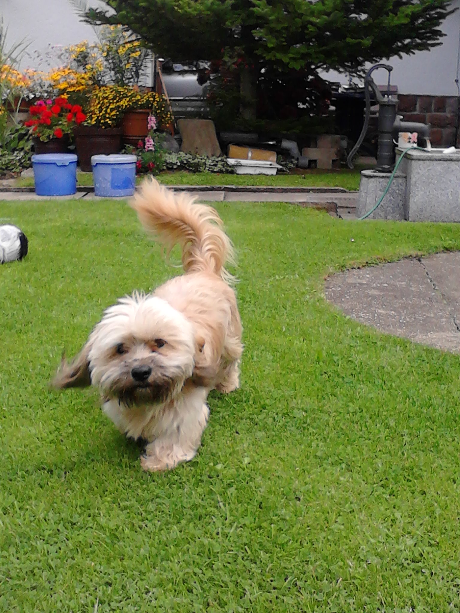 55+ Shih Tzu Retriever Mix