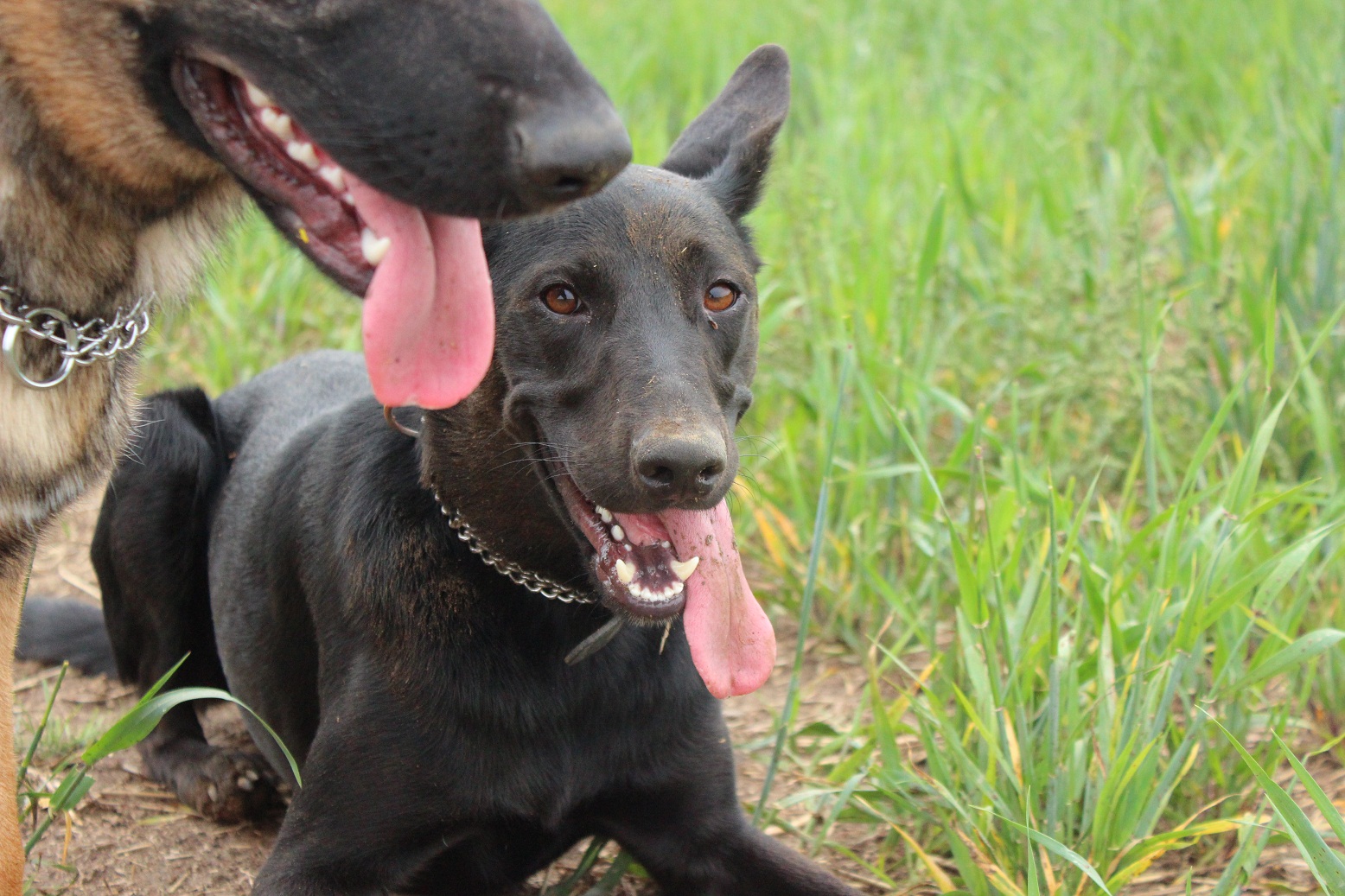 Blake (Border Collie, Dobermann, Malinois) Border Collie Dobermann Malinois 