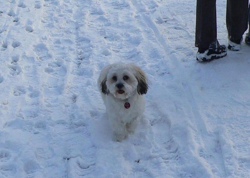 Lennox (Malteser, Shih Tzu) Malteser Shih Tzu 