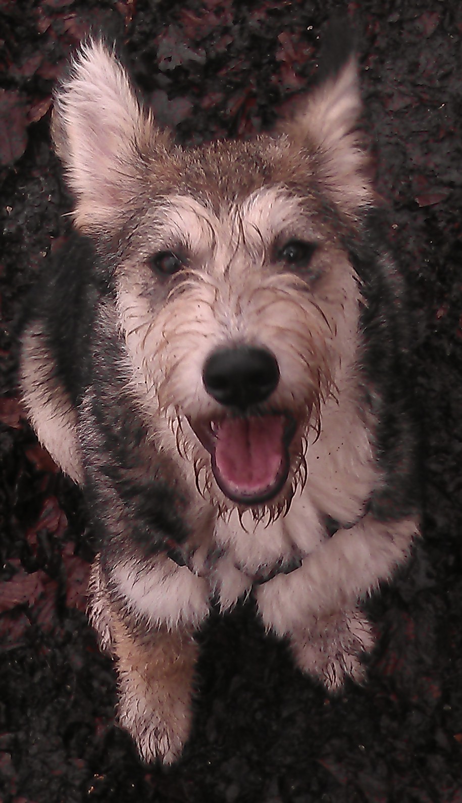 Gauri [Gori] (Deutscher Schäferhund, Finnenspitz, Kuvasz, Labrador, Zwergschnauzer) Deutscher Schäferhund Finnenspitz Kuvasz Labrador Zwergschnauzer 