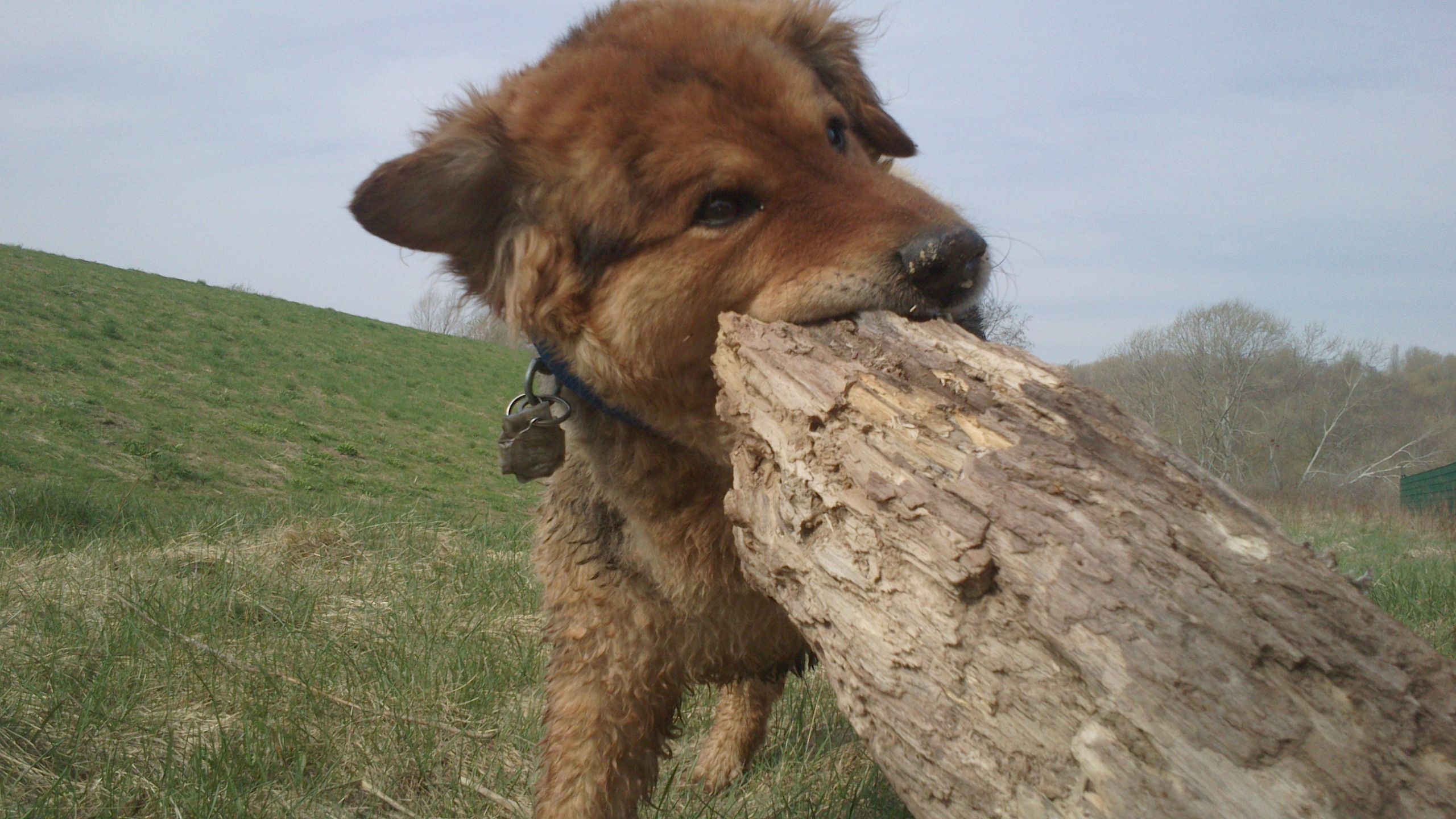 Odin (Chow Chow, Deutscher Schäferhund) Chow Chow Deutscher Schäferhund 