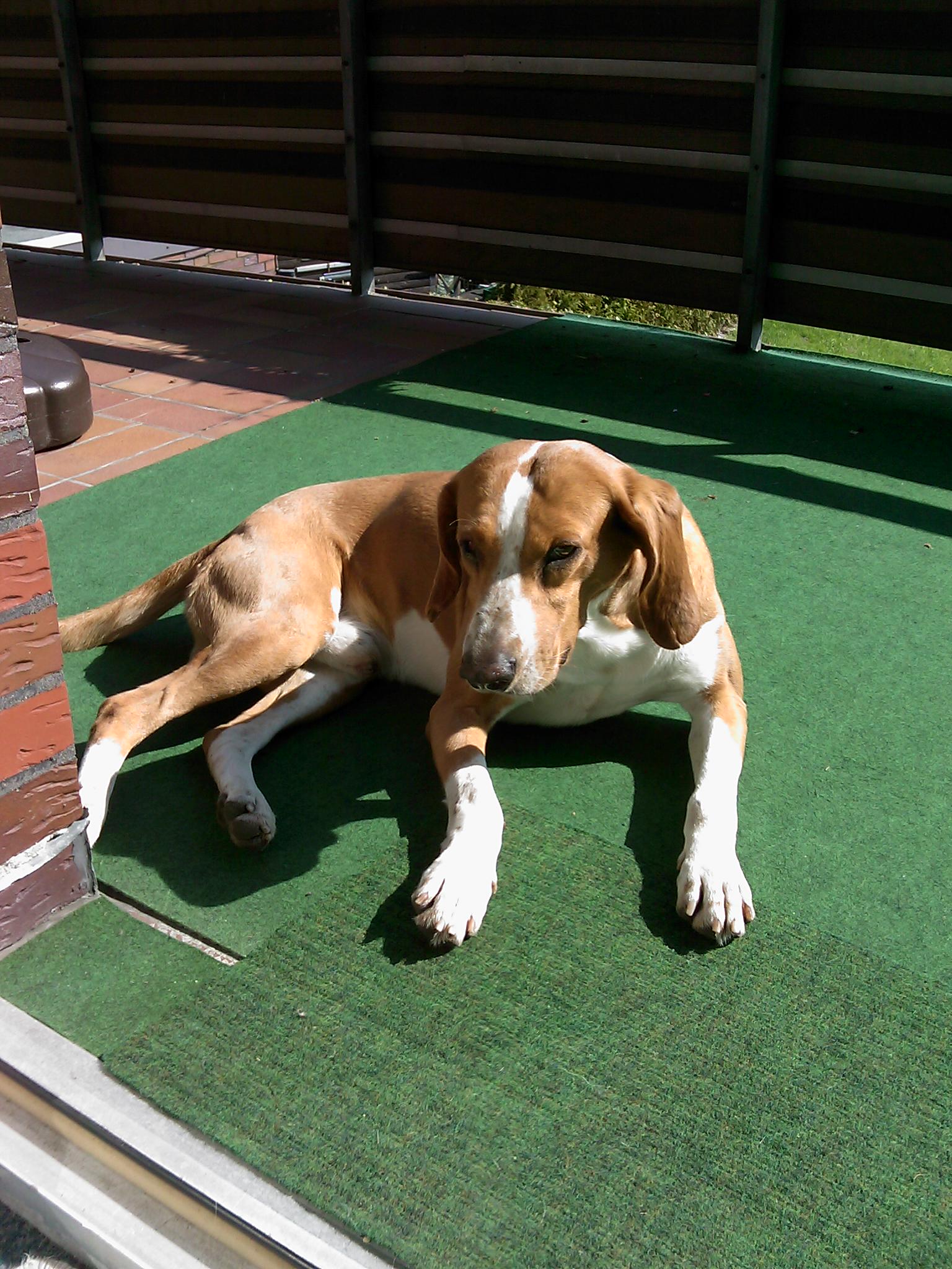 Theo (Beagle, Bracco Italiano) Beagle Bracco Italiano 