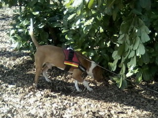 Theo (Beagle, Bracco Italiano) Beagle Bracco Italiano 