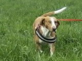 Theo (Beagle, Bracco Italiano) Beagle Bracco Italiano 