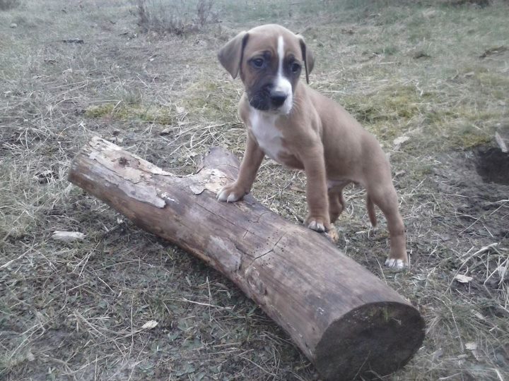 Namenlos (Amerikanischer Staffordshire Terrier, Deutscher Boxer, Schnauzer) Amerikanischer Staffordshire Terrier Deutscher Boxer Schnauzer 