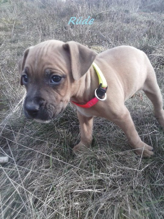 Namenlos (Amerikanischer Staffordshire Terrier, Deutscher Boxer, Schnauzer) Amerikanischer Staffordshire Terrier Deutscher Boxer Schnauzer 