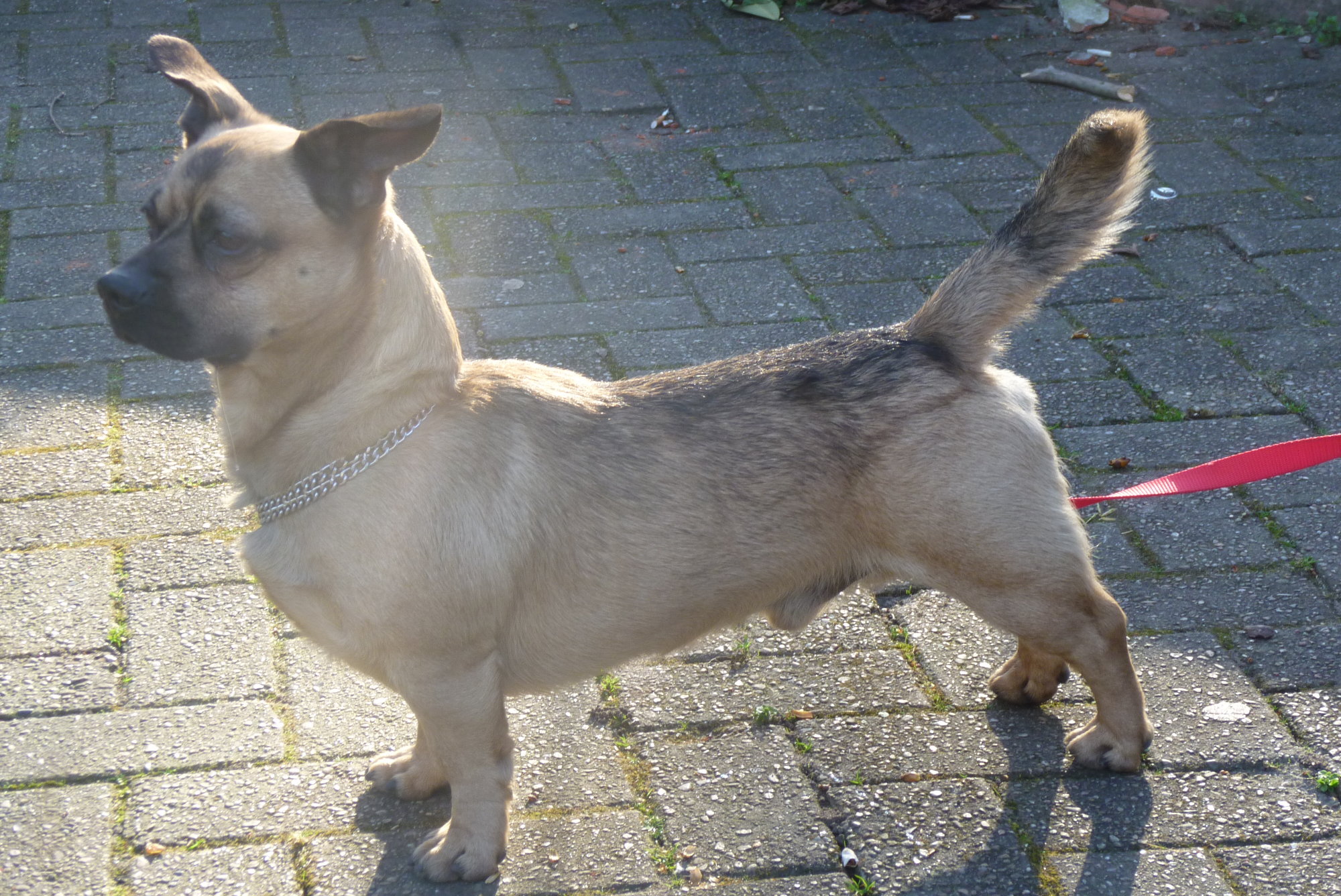 22+ What does a wolf dog look like