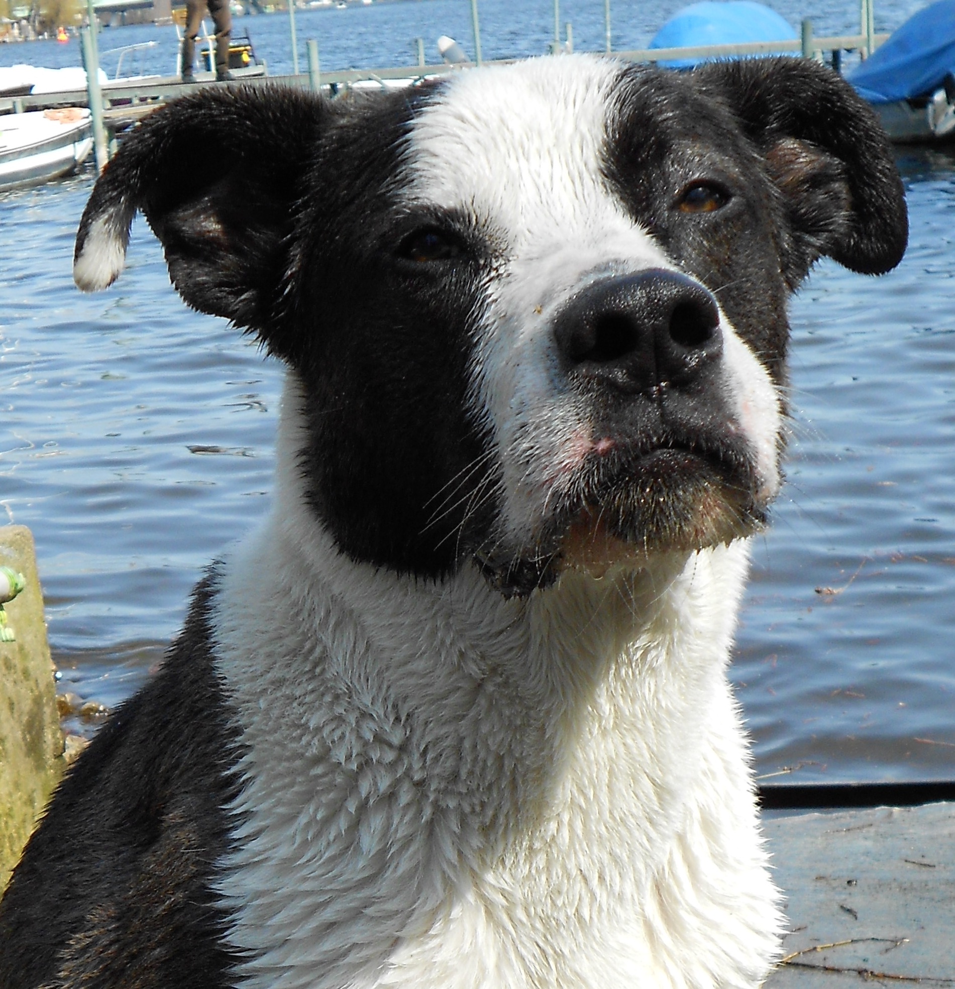 Felix (Border Collie, Deutscher Boxer) Border Collie Deutscher Boxer 