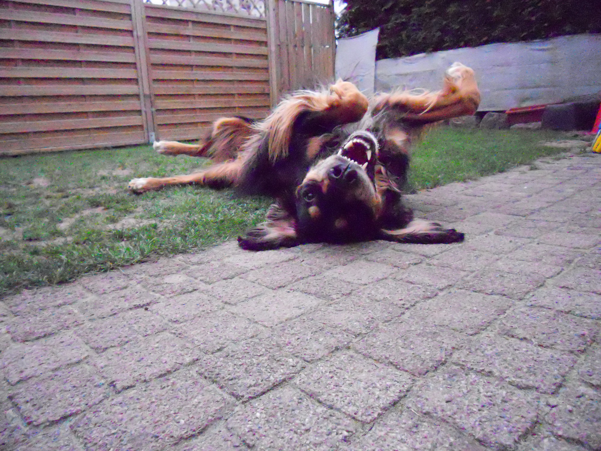 Youkon (English Springer Spaniel, Golden Retriever, Gordon Setter) English Springer Spaniel Golden Retriever Gordon Setter 