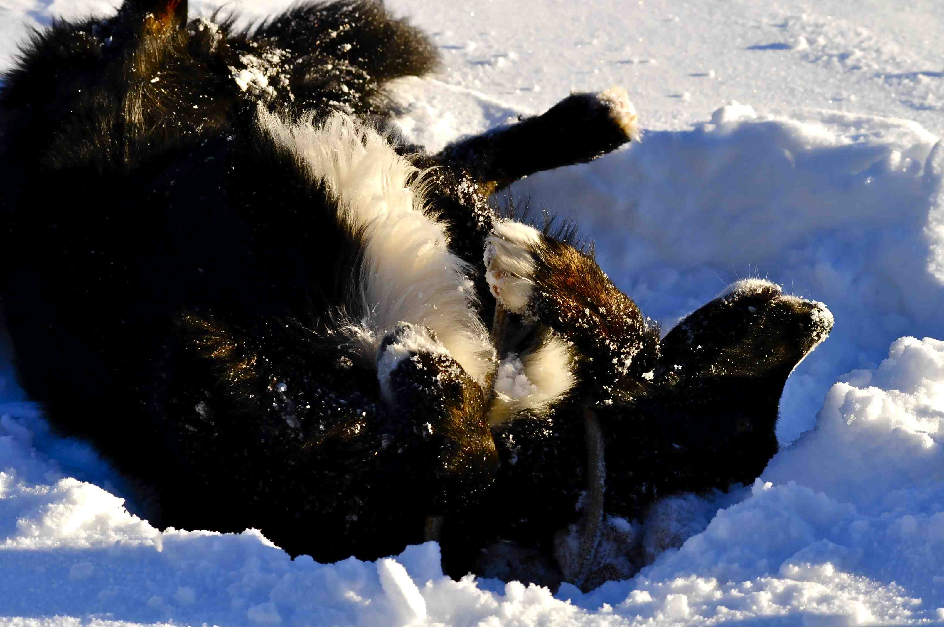 Chaun (Berner Sennenhund, Border Collie, Labrador) Berner Sennenhund Border Collie Labrador 