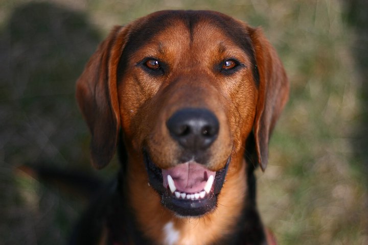 Bujan (Beagle, Bracke) Beagle Bracke 