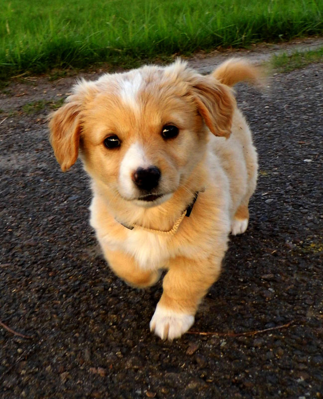 Leonard - Lenny (Chihuahua, Cocker Spaniel, Spitz, Welsh Corgi) Chihuahua Cocker Spaniel Spitz Welsh Corgi 