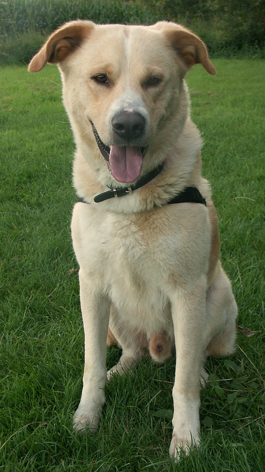 Merlin (Golden Retriever, Labrador, Mastín Espanol) Golden Retriever Labrador Mastín Espanol 