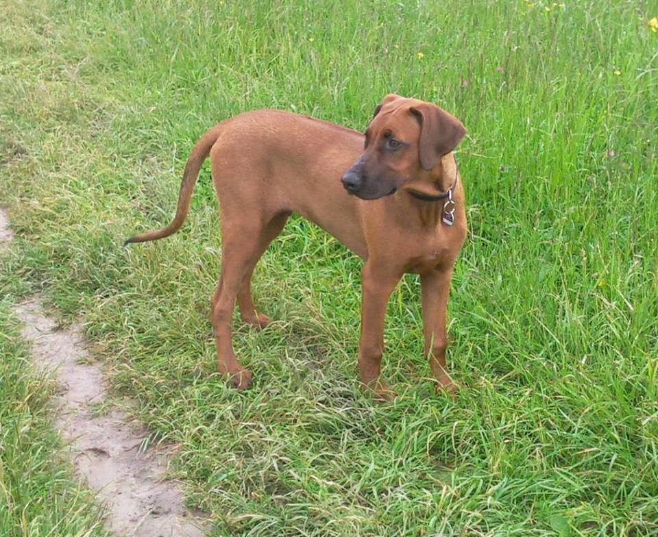 Breezy (Dobermann, Rhodesian Ridgeback) Dobermann Rhodesian Ridgeback 