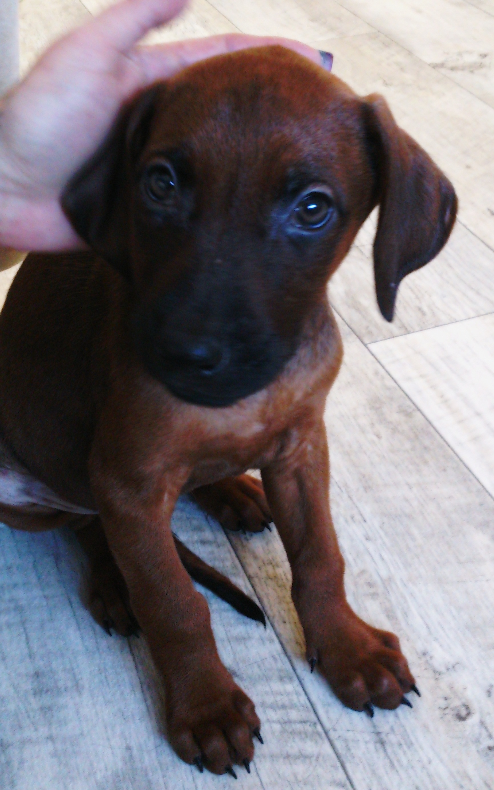 Breezy (Dobermann, Rhodesian Ridgeback) Dobermann Rhodesian Ridgeback 