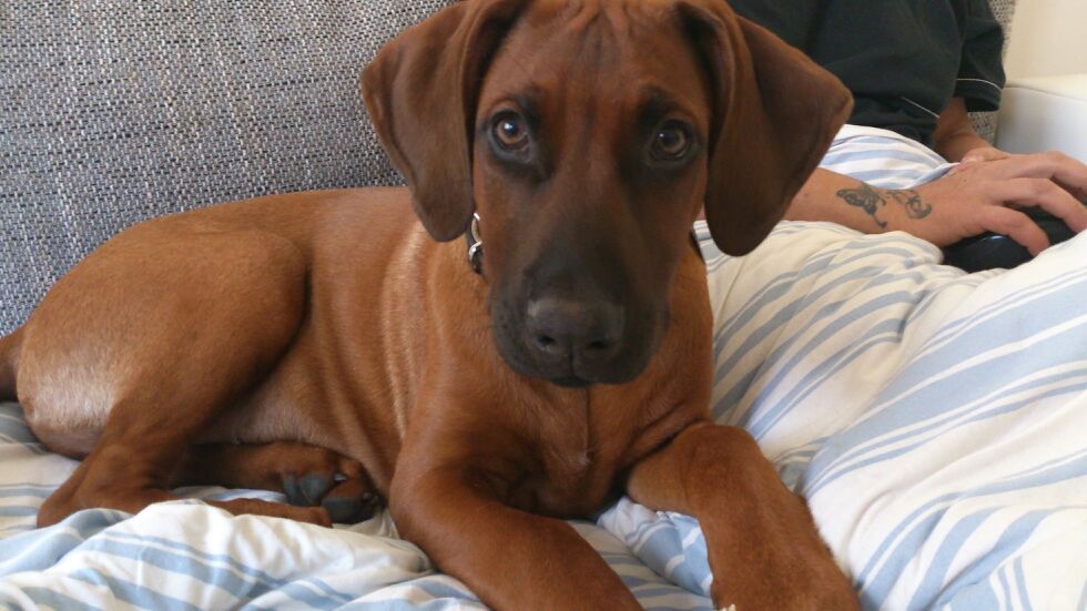 Breezy (Dobermann, Rhodesian Ridgeback) Dobermann Rhodesian Ridgeback 