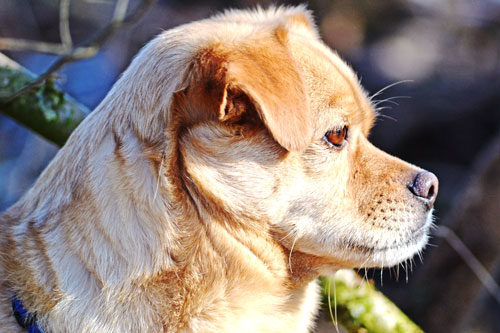 Maxi (Dackel, Golden Retriever, Jack Russell Terrier, Mops, Pekinese, Terrier) Dackel Golden Retriever Jack Russell Terrier Mops Pekinese Terrier 