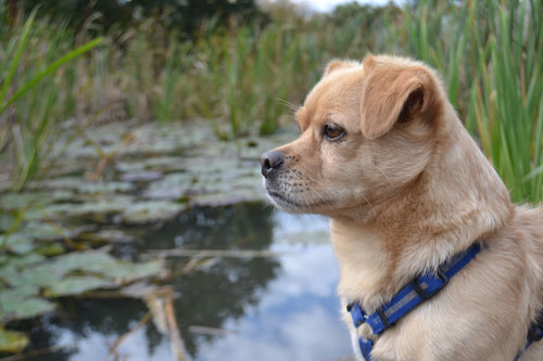 Maxi (Dackel, Golden Retriever, Jack Russell Terrier, Mops, Pekinese, Terrier) Dackel Golden Retriever Jack Russell Terrier Mops Pekinese Terrier 