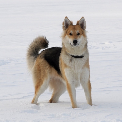 Barney (Collie, Weisser Schweizer Schäferhund) Collie Weisser Schweizer Schäferhund 