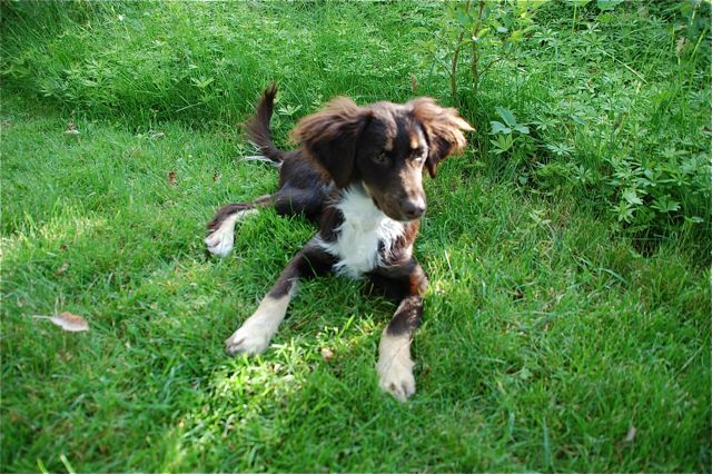 Bolle (Australian Shepherd, Unbekannt) Australian Shepherd Unbekannt 